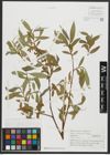 Foto von Salix alba L.